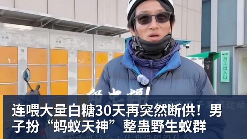 连喂大量白糖30天再突然断供!男子扮“蚂蚁天神”整蛊野生蚁群